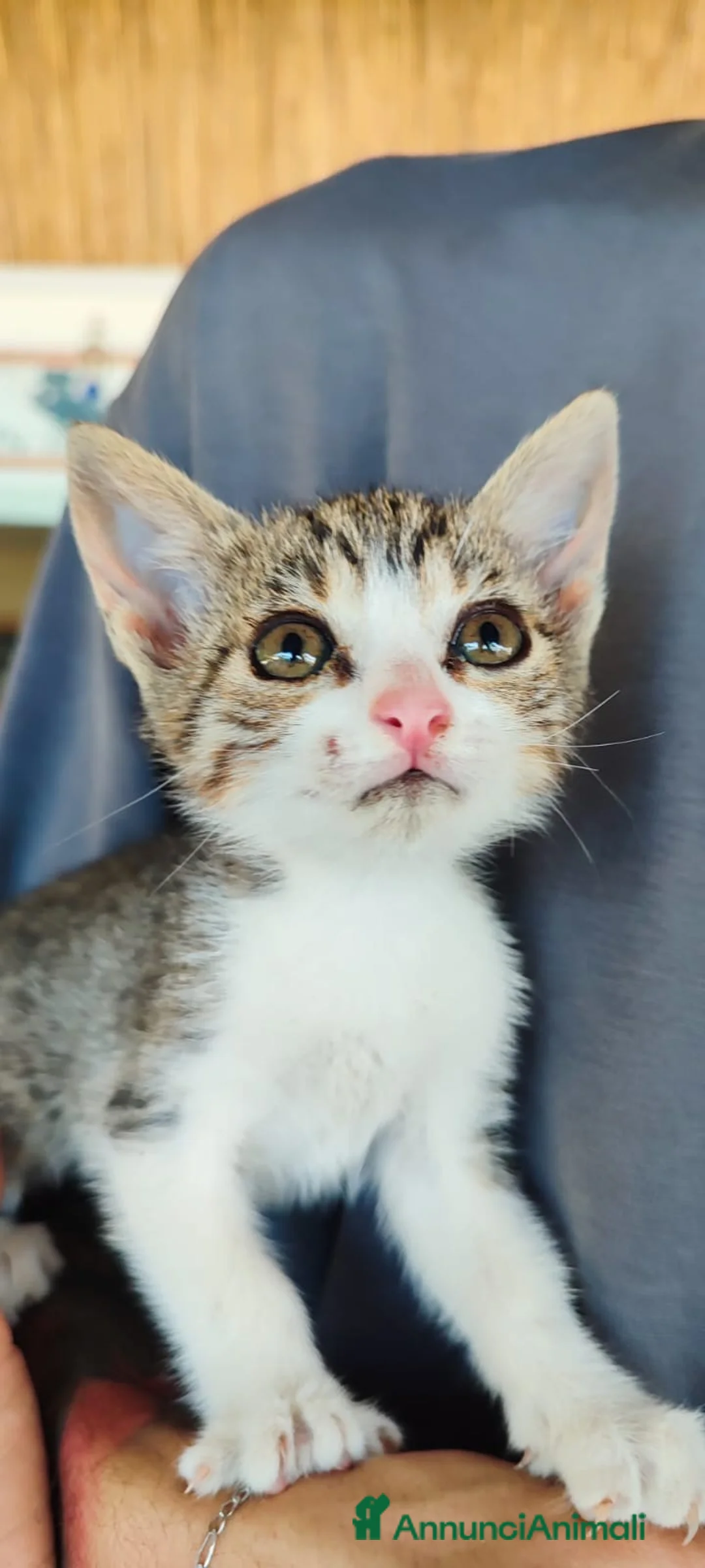 Europeo gatti in regalo: Maila piccolissima micina cerca casa - Annuncio 4