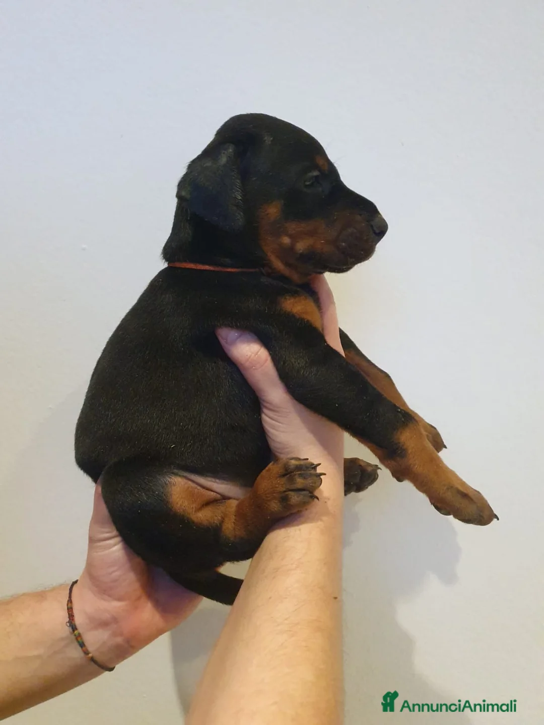 Dobermann cani in vendita: Cuccioli di Dobermann - Annuncio 11