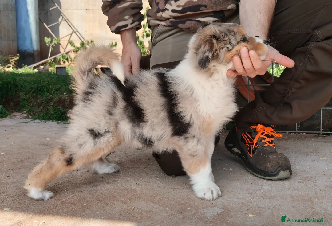 Australian Shepherd cani in vendita: Cuccioli pastore australiano - australian shepherd - Annuncio 2