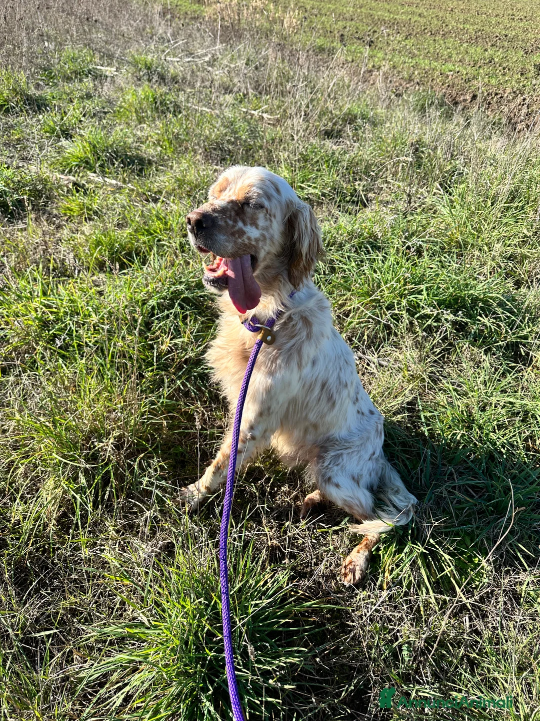 Setter Inglese cani in regalo: Cooper - Annuncio 5