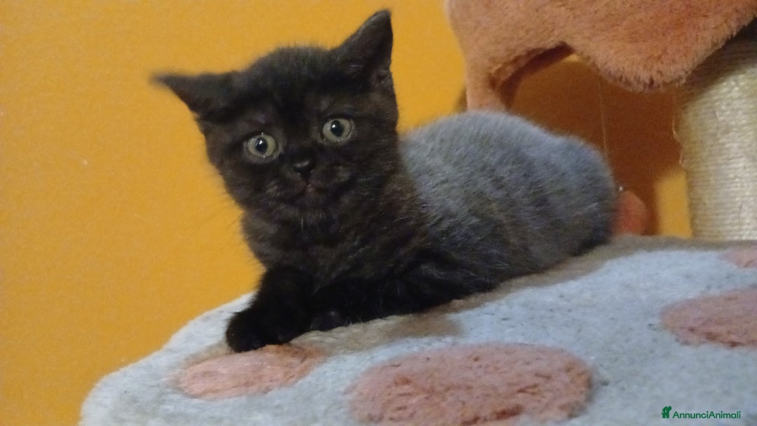 Scottish gatti in vendita: Cucciolo scottish straight  - Annuncio 8