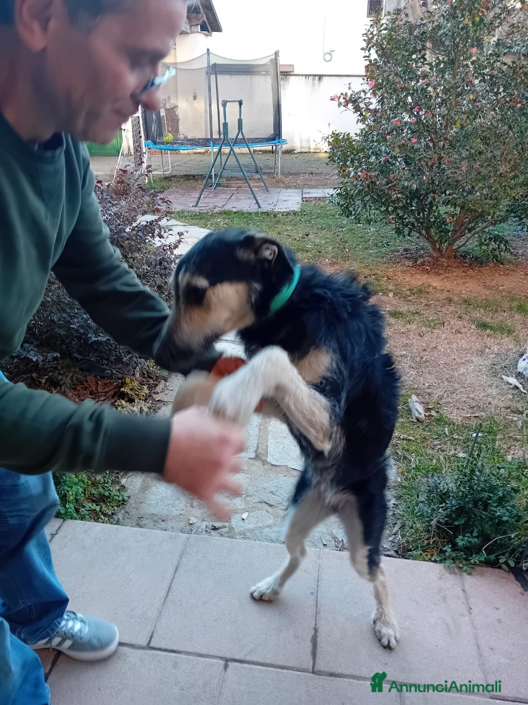 Meticcio cani in regalo: Mi chiamo Blu - Annuncio 3