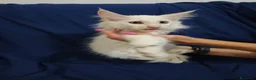 Maine Coon gatti in vendita: Gattini Maine Coon con pedigree AFSI - Annuncio 11