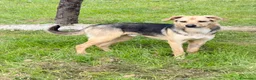 Meticcio cani in regalo: Rassy a Provincia di Cremona - Annuncio 2