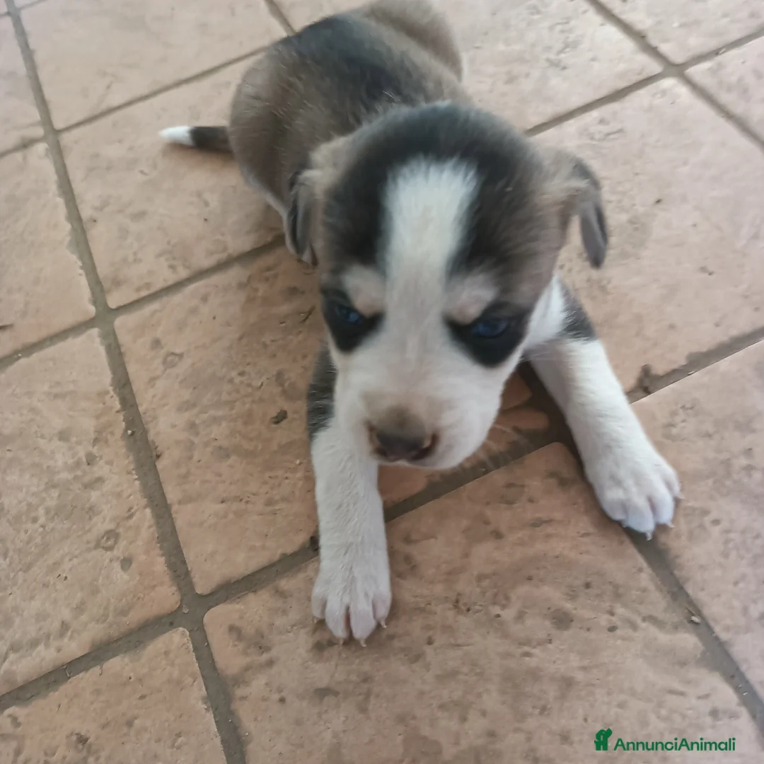 Meticcio cani in vendita: Cuccioli da caccia/tartufi  - Annuncio 1
