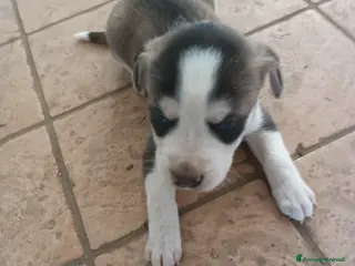 Meticcio cani Cuccioli da caccia/tartufi - Annuncio 2