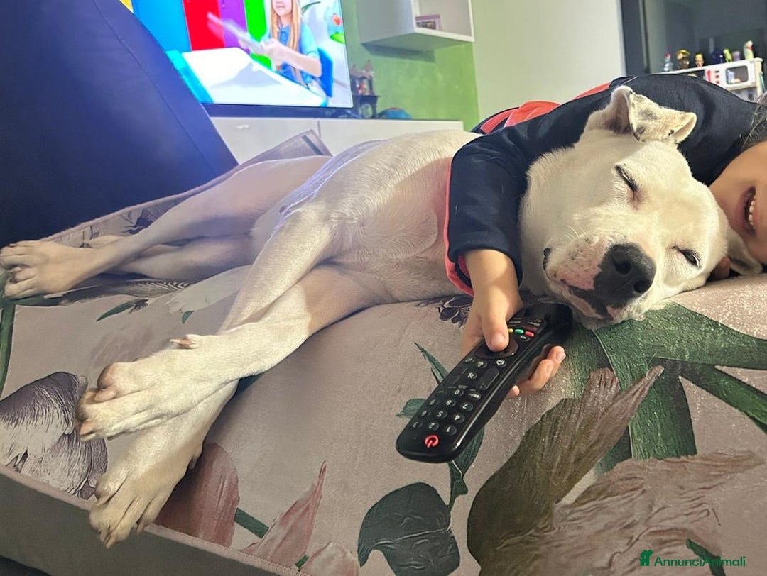 Meticcio cani in regalo: Una possibilità per Pimpa - Annuncio 5