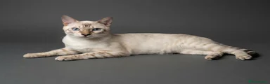 Bengala 1