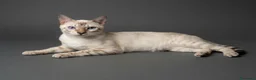 Bengala gatti in vendita: Bengala Snow Leopard Seal Lynx Point  - Annuncio 7