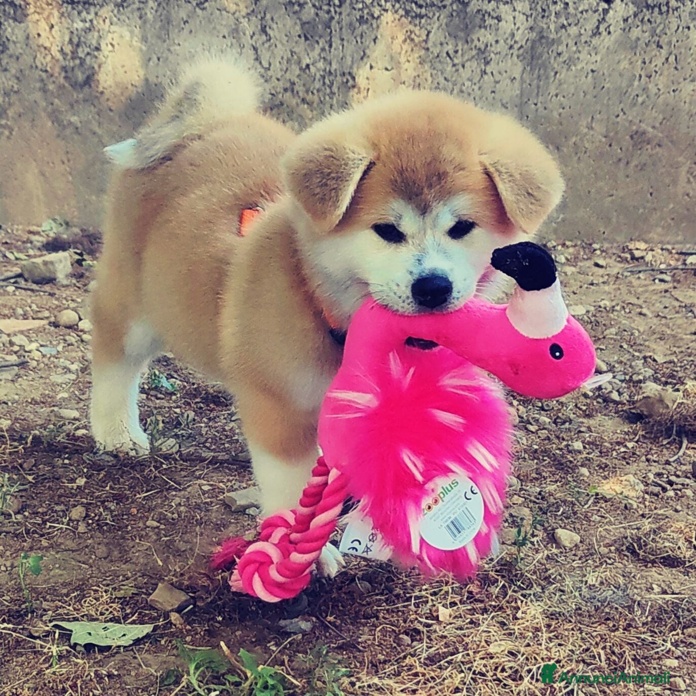 Akita Inu cani AKITA CUCCIOLI - Allevamneto ENCI - Annuncio 1