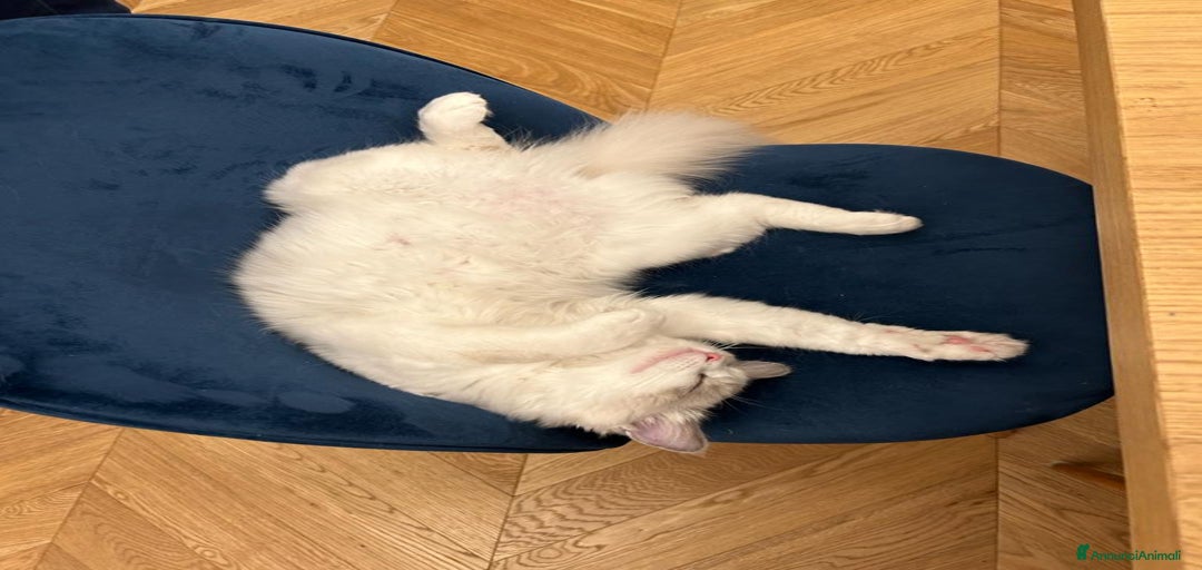 Immagine della galleria {{count}}