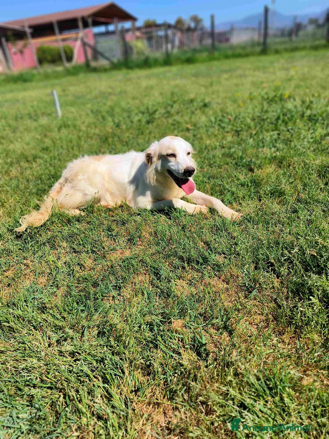 Meticcio cani in regalo: Fish-meraviglioso mix breton-golden - Annuncio 2