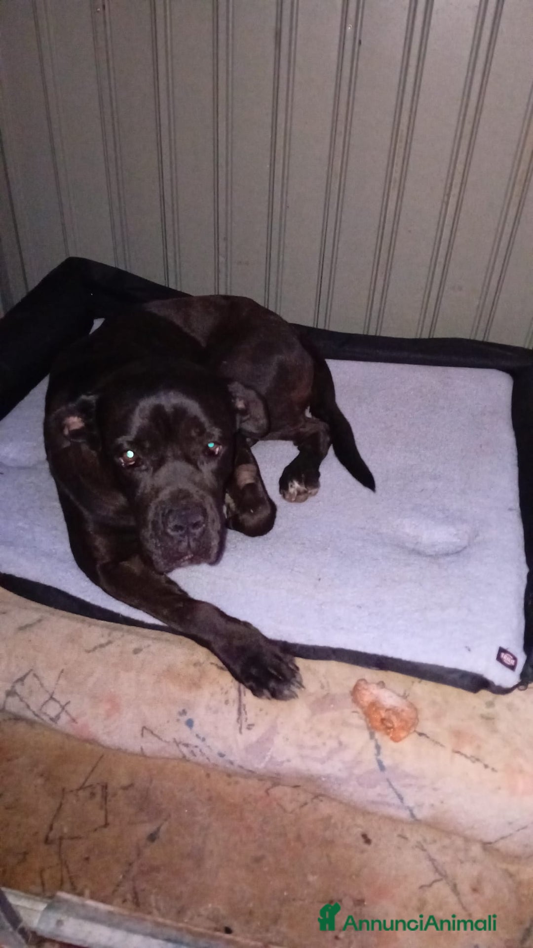 Altre razze cani in regalo: afry  - Annuncio 2