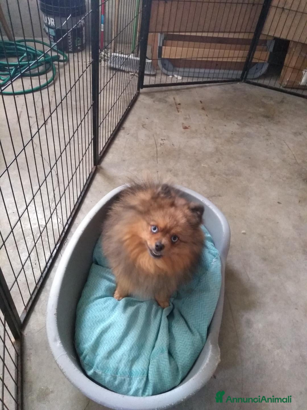 Spitz cani in vendita: SPITZ TEDESCO - Annuncio 3