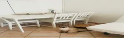 Siamese gatti in vendita: Gattini Siamese Thai / Neva Masquarada a Città metropolitana di Milano - Annuncio 11