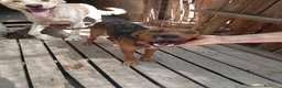 Meticcio cani in regalo: Lola, taglia piccola! (10kg-1 anno)  - Annuncio 5