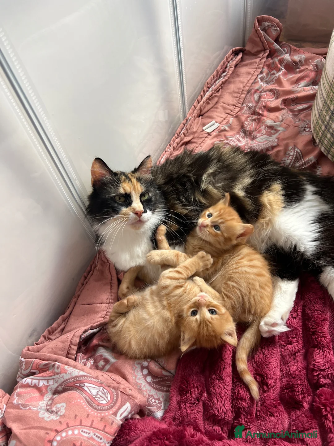 Meticcio gatti in regalo: GATTINI ROSSI - Annuncio 2