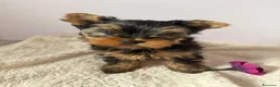 Yorkshire cani in vendita: Yorkshire Terrier  a Libero consorzio comunale di Agrigento - Annuncio 7