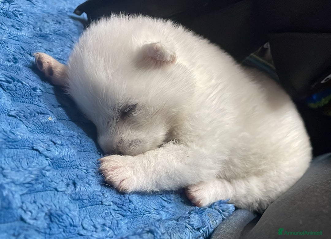 Akita Inu cani in vendita: 🌸 Hime Sakura cerca una famiglia 🌸 a Città Metropolitana di Torino - Immagine 7