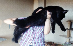 Maine Coon gatti in vendita: Cuccioli Maine Coon con Pedigree - Immagine 1