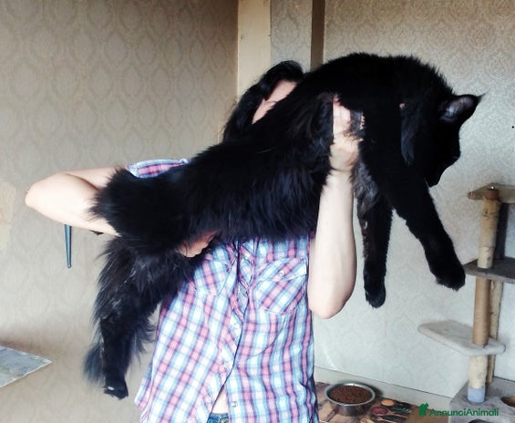 Maine Coon gatti Cuccioli Maine Coon con Pedigree - Annuncio 15