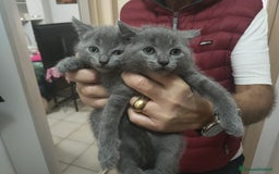 Certosino gatti in vendita: STALLONO GATTO CERTOSINO X MONTA - Immagine 6