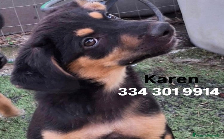 Meticcio cani a Provincia di Pisa - Annuncio 9