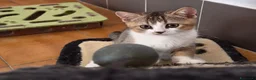 British gatti in vendita: British shorthair  - Annuncio 2