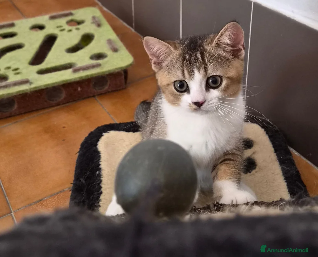 British gatti in vendita: British shorthair  - Annuncio 2