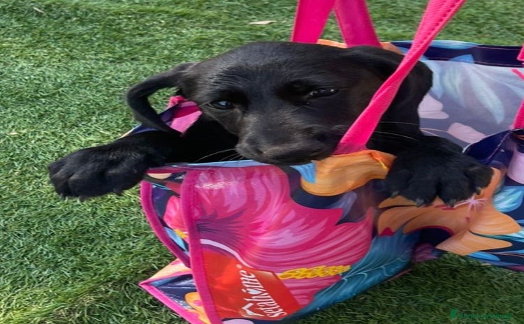 Meticcio cani a Provincia di Varese - Annuncio 11