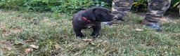 Cane Corso cani in vendita: Cuccioli di Cane Corso manto nero - Annuncio 4