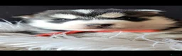 Husky cani in vendita: SIBERIAN HUSKY CUCCIOLATA CON PEDIGREE  - Annuncio 4