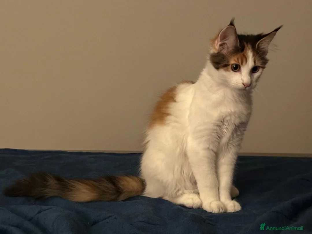 Maine Coon gatti in vendita: Cucciolo di Main Coon  a Provincia di Vicenza - Annuncio 2