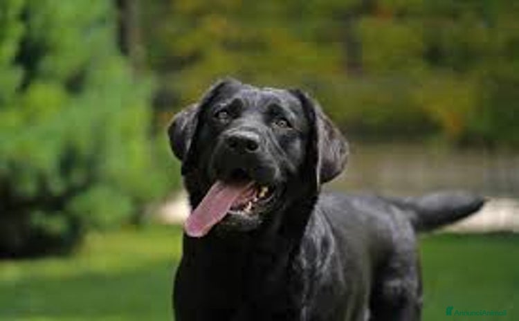 Labrador cani a Provincia di Monza e della Brianza - Annuncio 1