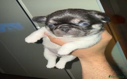 Chihuahua cani in vendita: Chihuahua - Annuncio 9