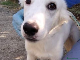 Meticcio cani CHARLIE dolcissimo coccolone - Annuncio 17