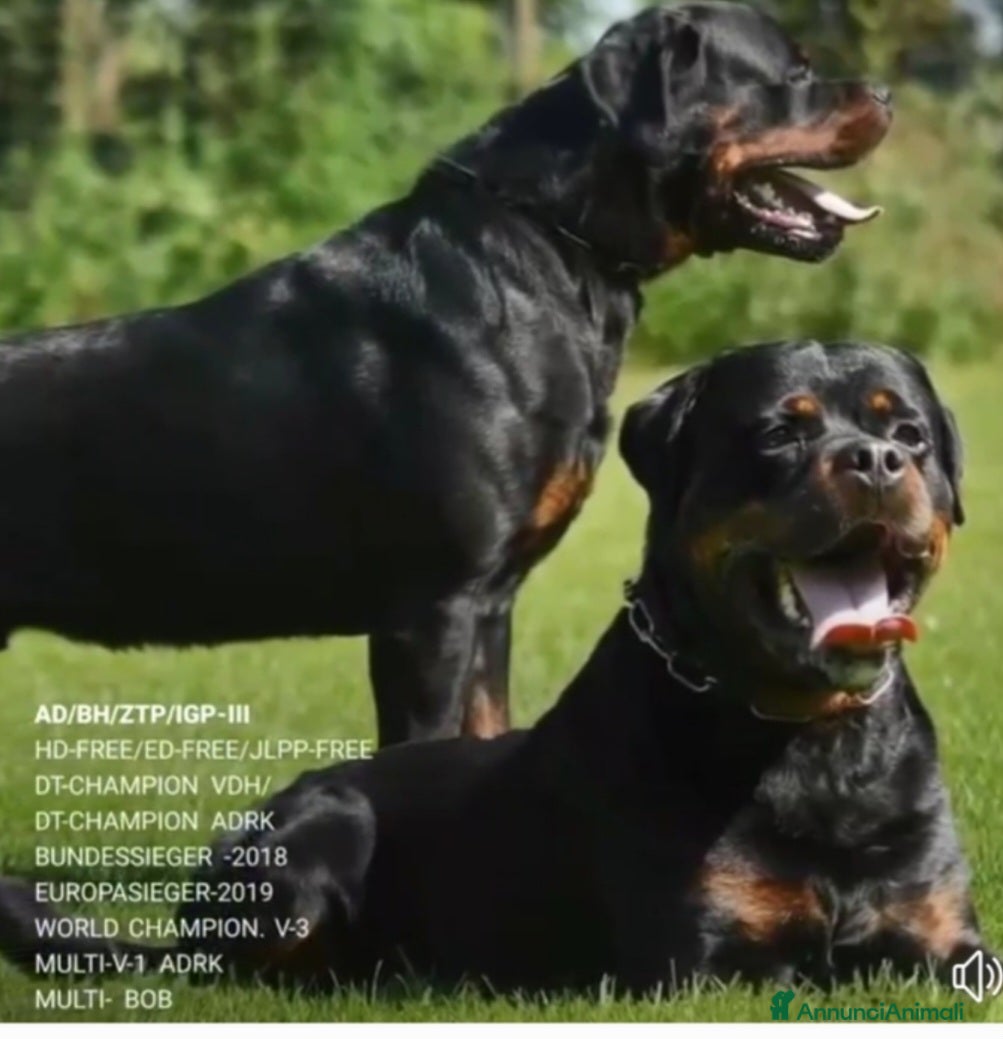 Rottweiler cani in vendita: Disponibili cuccioli Rottweiler  - Annuncio 25