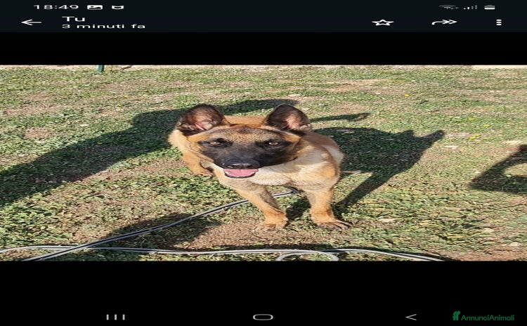 Meticcio cani a Città Metropolitana di Bari - Annuncio 17