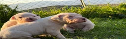 Dogo Argentino cani in vendita: Cuccioli di alta genealogia di dogo argentino  - Annuncio 6
