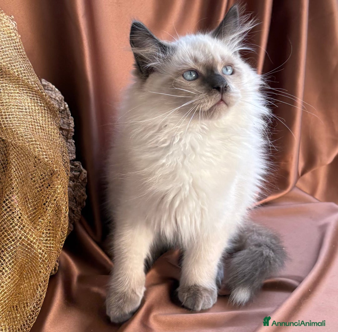 Siberiano gatti in vendita: Dolcissimi cuccioli Siberiani Neva Masquerade - Annuncio 3
