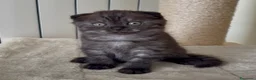 Scottish gatti in vendita: Scottish fold e straight  - Annuncio 13