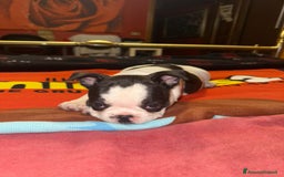Bulldog Francese cani in vendita: Bulldog francese  a Provincia di Padova - Immagine 4
