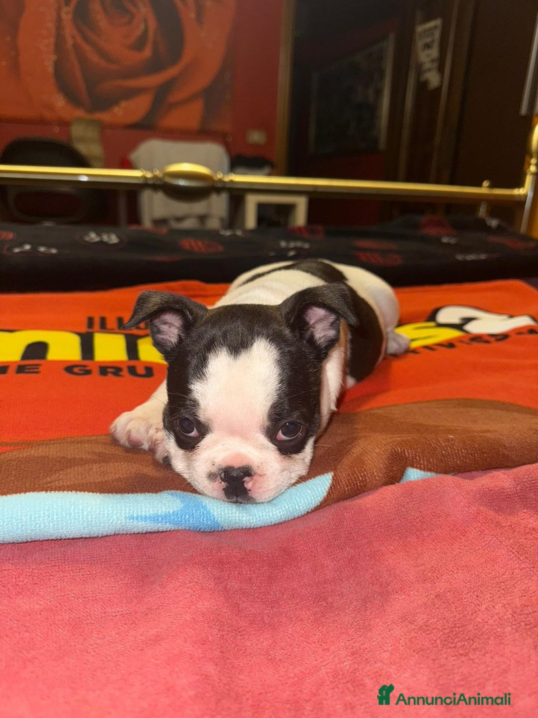 Bulldog Francese cani in vendita: Bulldog francese  a Provincia di Padova - Immagine 4