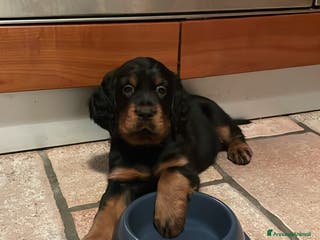 Setter Gordon cani Setter Gordon - Annuncio 1