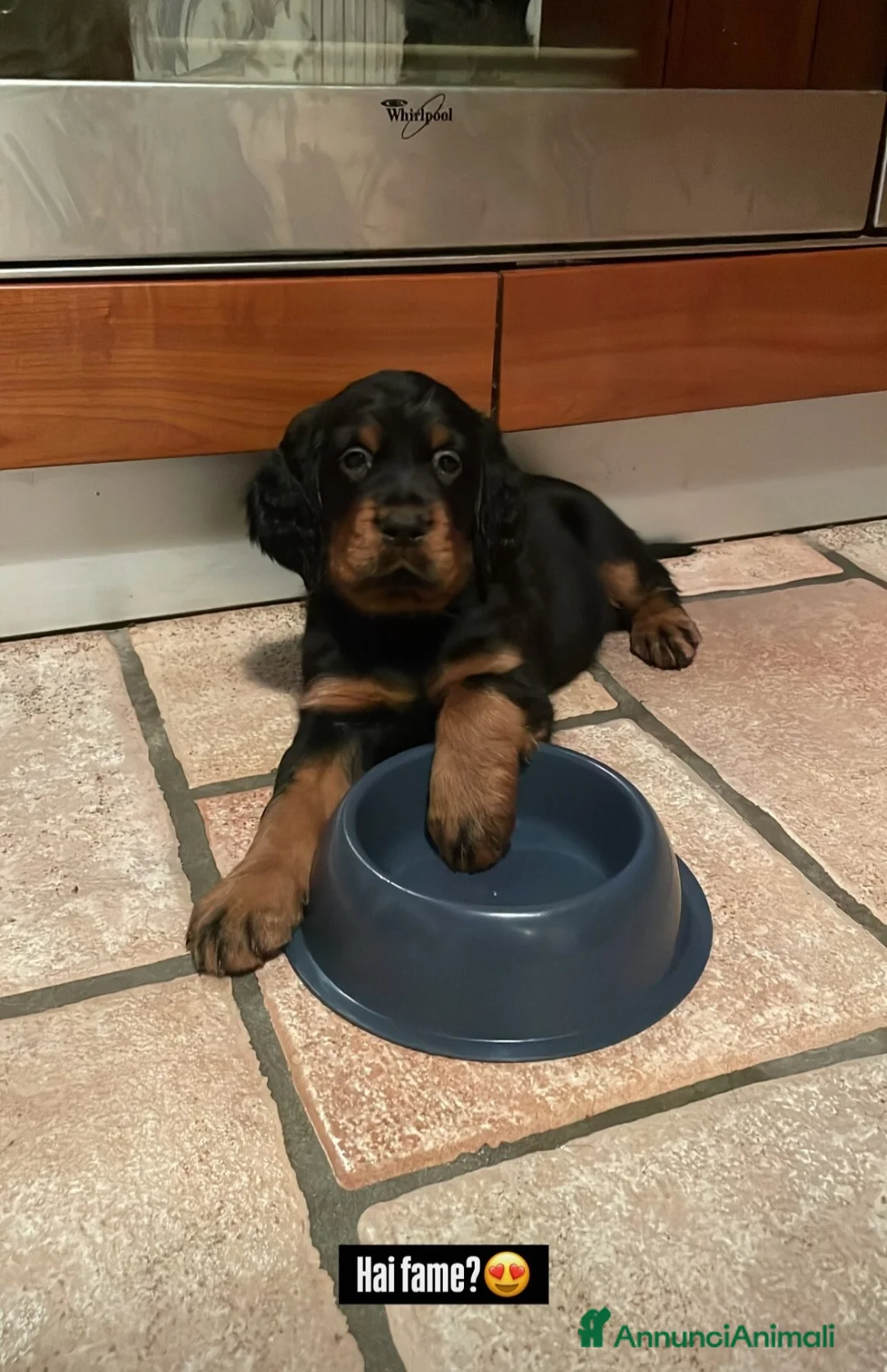 Setter Gordon cani in vendita: Setter Gordon  - Annuncio 1