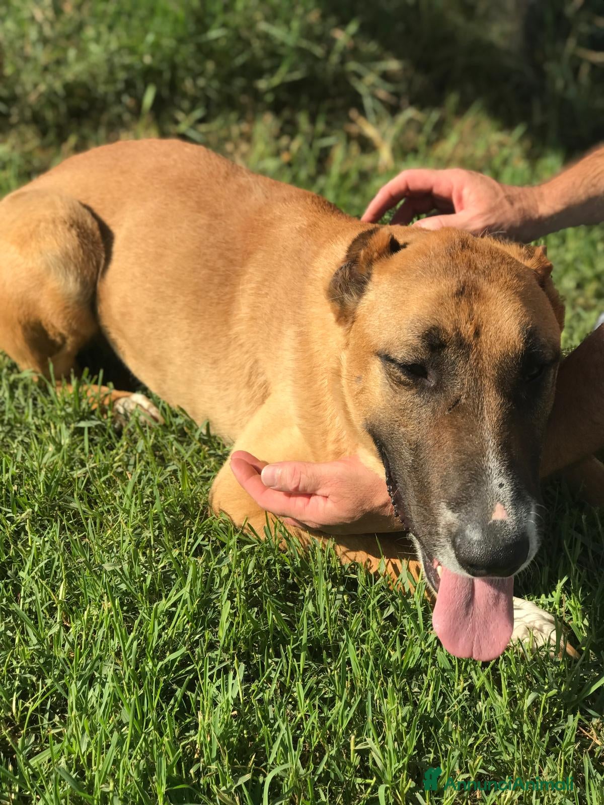 Altre razze cani OHR, mix pastore malinois a Provincia di Latina - Annuncio 2