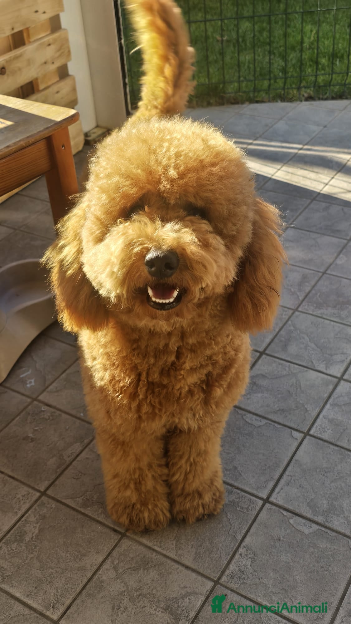 Barboncino cani Barboncino  - Annuncio 23