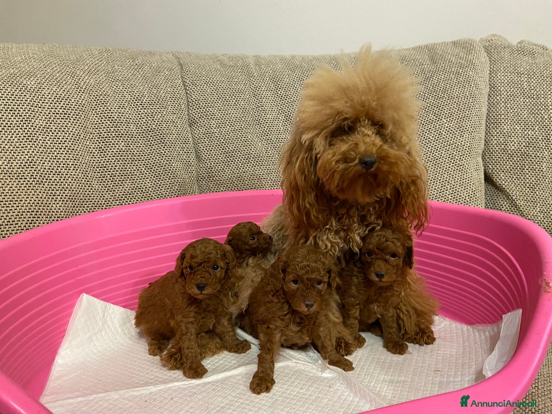 Barboncino Toy cani in vendita: Barboncino toy cuccioli con pedigree Enci - Annuncio 6