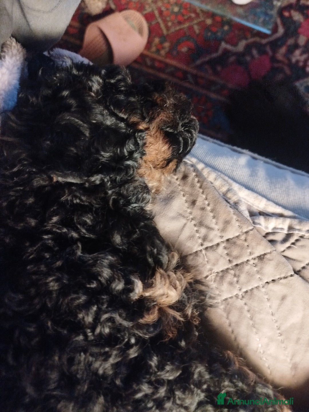 Barboncino cani in vendita: cuccioli Phantom  - Annuncio 5