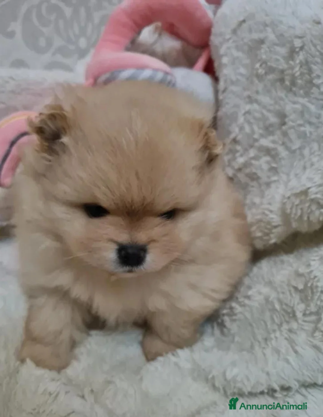 Volpino Pomerania cani in vendita: Adorabili cuccioli di Pomerania mini Teddy  - Annuncio 4